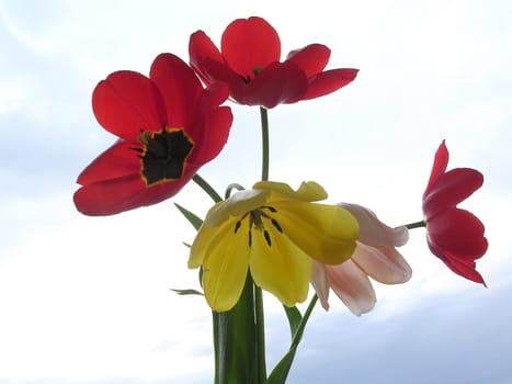 bouquet tulips