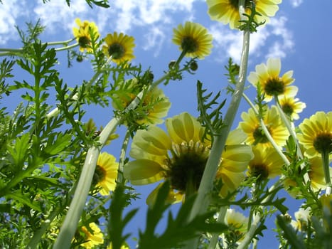 chrysanthemum, sky background