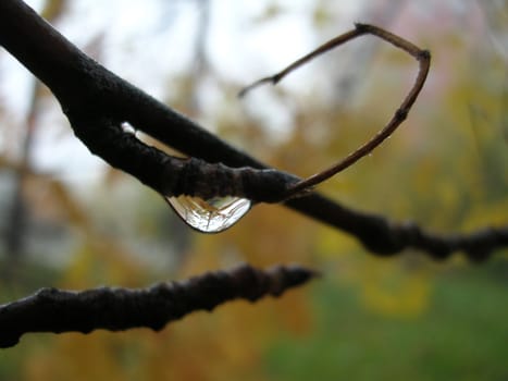 drop water at branch