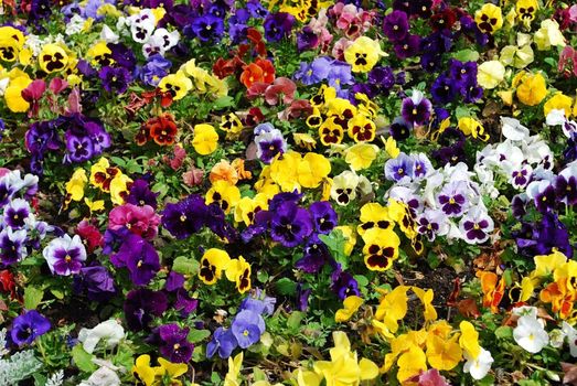Colorful flower carpet in a park - pansies.
