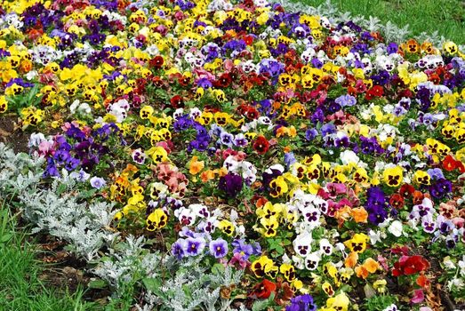 Flower bed with pansies