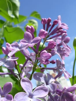 lilac, may blooming, lilac tree