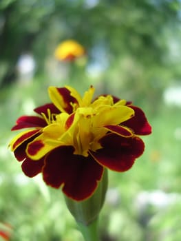single marigold