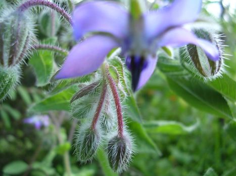 borago officinalis