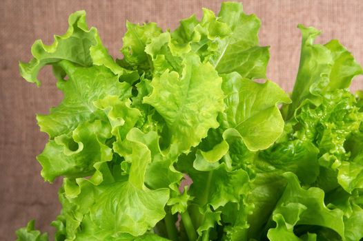 The fresh salad prepared for a dinner