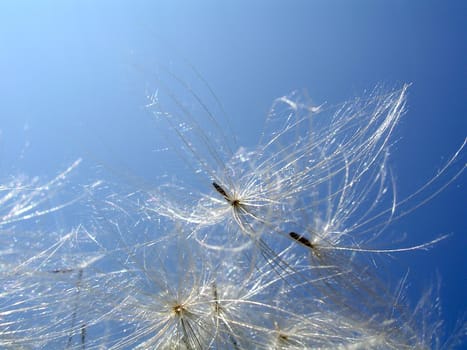 Sky burdock