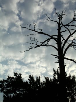 storm tree
