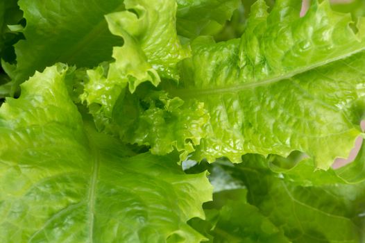 The fresh salad prepared for a dinner