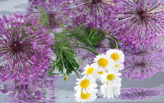 Composition from camomiles and colors of a decorative onions on a background from a foil