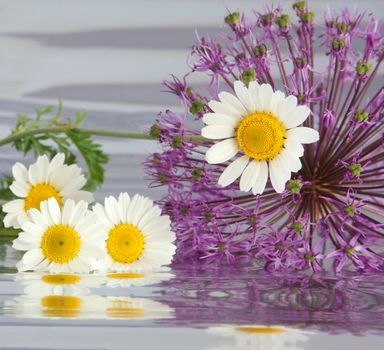 Composition from camomiles and colors of a decorative onions on a background from a foil