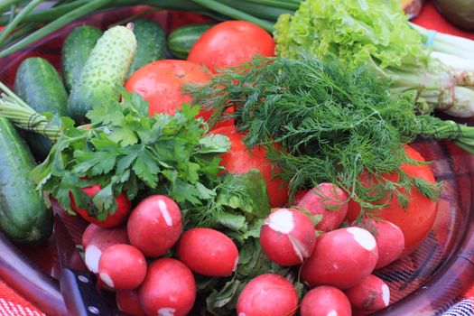 Vegetables, plate, radish, fennel, parsley, tomato, cucumber