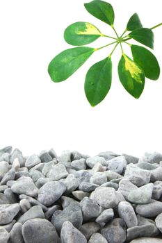 stones and leaves with copy space for text message