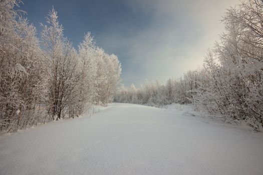 Winter landscape. Trees in a snow