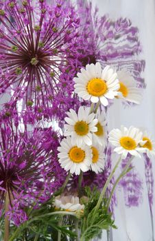 Composition from camomiles and colors of a decorative onions on a background from a foil