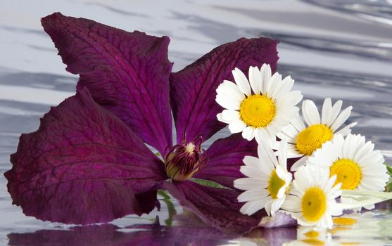 Composition from colors of a camomile and clematis on a foil