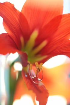 pollen on stamen of the red lily, macro, close-up, blurred, small depth to sharpness