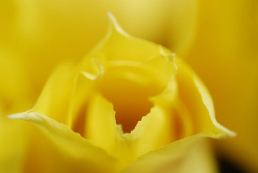 Yellow tulips on the table in green interior 17