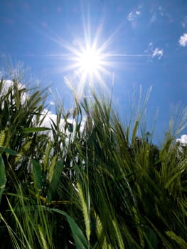 Green wheat field at spring under the sun