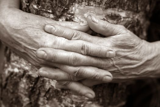 Hands of the elderly woman embracing a birch
