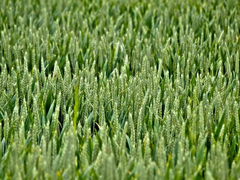 Young wheat field with shallow depth of field