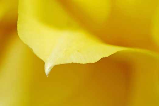 Yellow tulips on the table in green interior 10