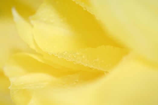 Yellow tulips on the table in green interior 3