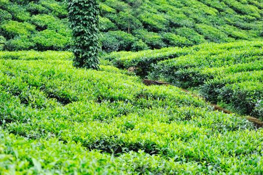 The vast tea plantations in the India