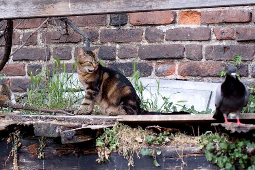 tabby cat sitting on wooden fence and dove
