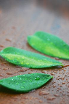 wellness and bath concept with leaves and water drops on wood