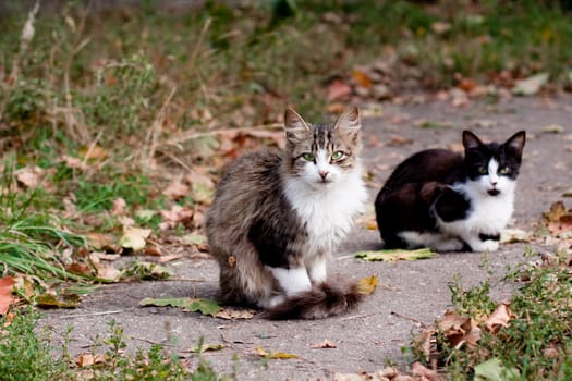 two cats in park road
