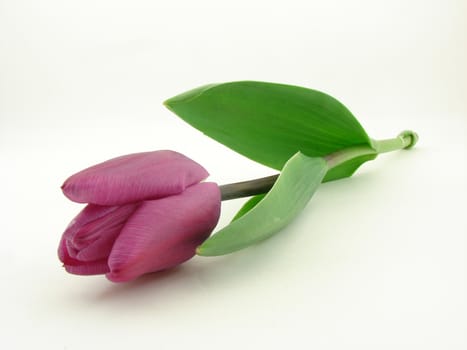 Violet tulip isolated over white.