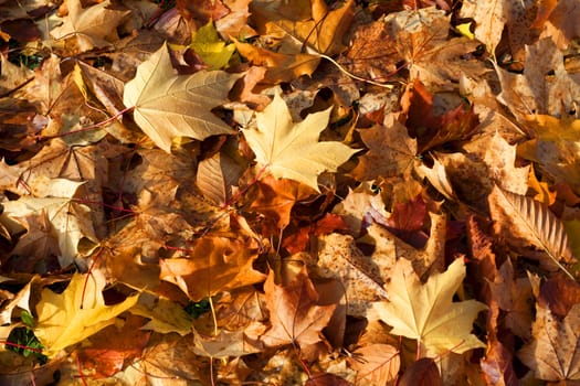 Background of golden autumn leaves.