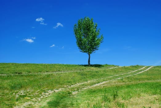 road tree - green fields, paths, the blue sky, mountain