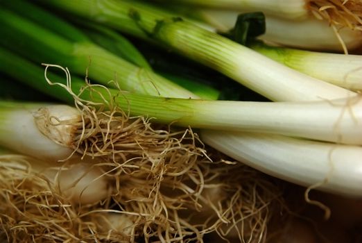 Spring onion close up with focus on root