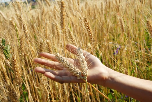 ripe wheat ears on hand on field