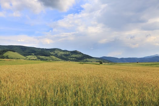 Image of a wheat field in summer.