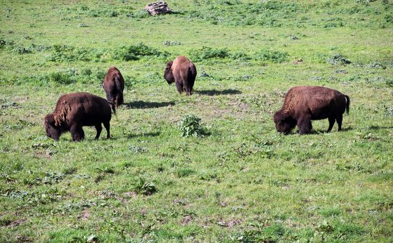 Buffalos grazing in the grass.