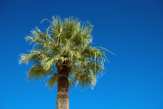 palm tree on blue sky with copy space