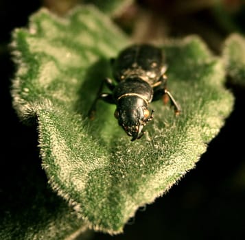 The bug on a sheet of a violet.