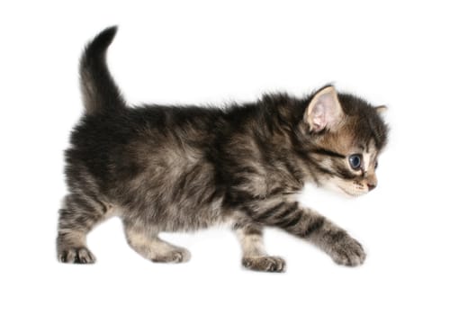 Small kitten on a white background.