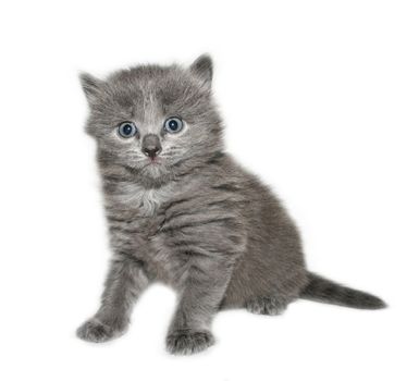 Small kitten on a white background.