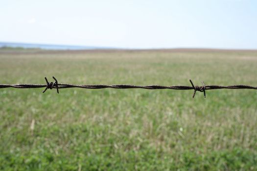 Rusty barbed wire fence detail. Shallow depth of field with green blurry field in the background.