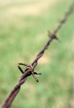 Detail of rusty barbed wire fence in the green field. Shallow depth of field.