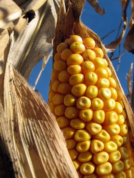 Closeup of a corn cob in the cornfield.