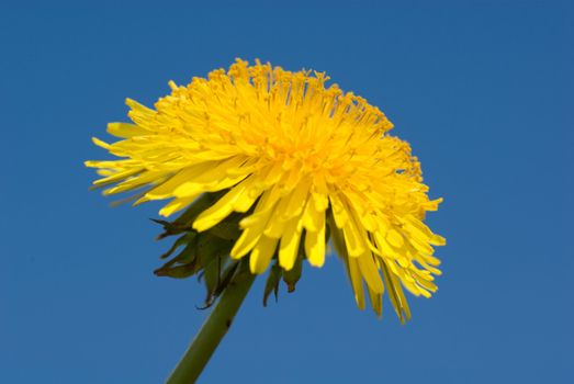 detail bloom dandelion against sky