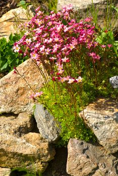 detail pretty flower on rock garden