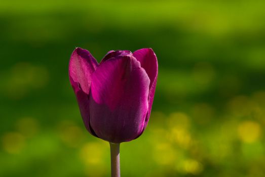 tulip in garden