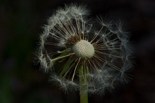 detail partially withered dandelion on dark background