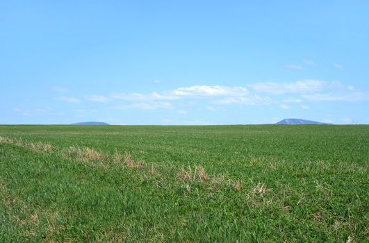 Rural landscape. Spacious green field under the blue sky.