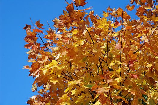 Maple against background of blue sky.